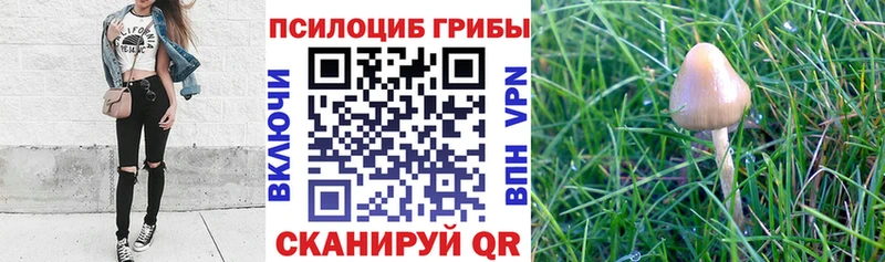 Галлюциногенные грибы Psilocybine cubensis  Реж 